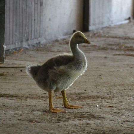 Società Agricola La Staccionata Staranzano Exterior foto