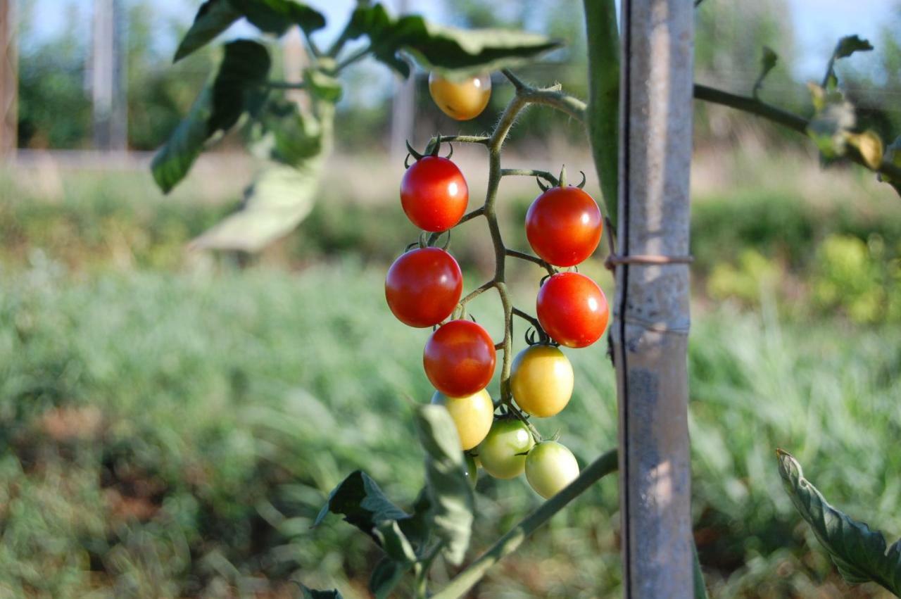 Società Agricola La Staccionata Staranzano Exterior foto